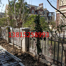 苏州苗木市场、苏州桂花树、别墅绿化苗木、金桂、江苏苏州市花木、银桂、丹桂图片