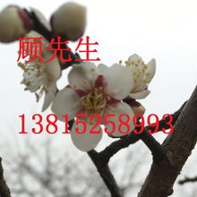 苏州别墅绿化工程、苏州花木市场、梅花树梅桩、景观绿化工程,造型树古桩盆景图片