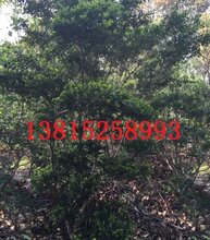 造型罗汉松、造型树古桩、苏州苗圃基地、苏州光福花木苗木,别墅绿化苗木图片