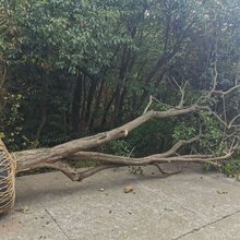 苏州树苗花木市场、造型罗汉松、苏州绿化苗木价格、景观树木古桩、庭院别墅绿化工程图片