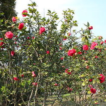 成都大量山茶山茶产地山茶价格