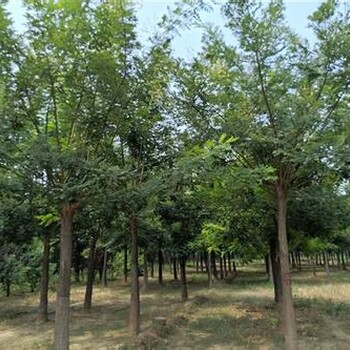 四川桿國槐國槐基地國槐價格