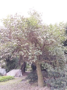 雞冠苗圃基地