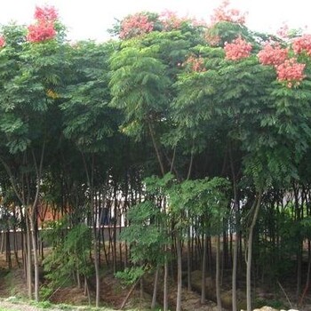 供應(yīng)欒樹(shù)成都欒樹(shù)批發(fā)商