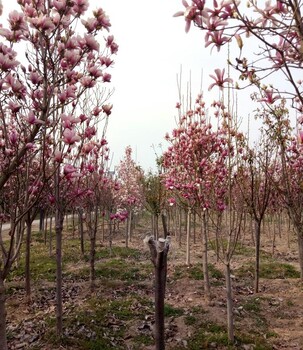 四川樱花多久开花