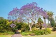 四川蓝花楹种植基地蓝花楹落叶乔木优异品种