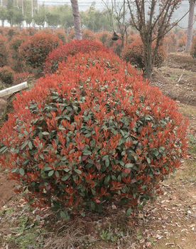 中國(guó)紅葉石楠球紅葉石楠現(xiàn)起現(xiàn)賣(mài)