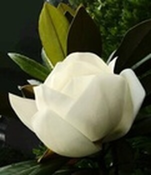 廣玉蘭價(jià)格