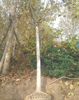 四川梧桐數(shù)量多嗎20公分的本地梧桐多少錢