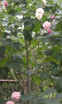 成都木芙蓉出售