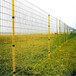 荷兰网在养殖业很受欢迎的原因-绿色铁丝网围栏-焊接围栏网厂家直销