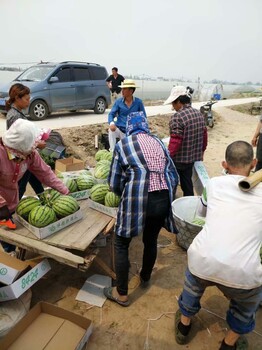 开封通许8424西瓜批发哪家好/产地代办总代理