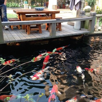 鄂州杰蒙尼鱼池过滤器阳台鱼池水循环