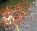 齐齐哈尔杰蒙尼鱼池过滤器观赏鱼池水过滤