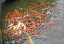 温州杰蒙尼景区锦鲤鱼池水净化图片1