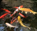 北海杰蒙尼鱼池过滤器酒店观赏鱼池水过滤图片
