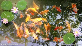 梅州杰蒙尼智能控制鱼池过滤器别墅景观鱼池水处理图片1