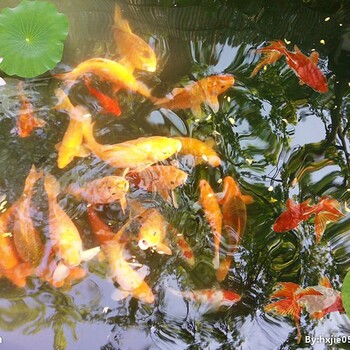 上海杰蒙尼室外鱼池水面过滤