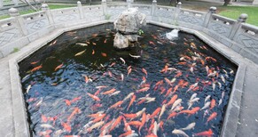梅州杰蒙尼智能控制鱼池过滤器别墅景观鱼池水处理图片2