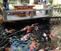武夷山杰蒙尼鱼池过滤器景观水系水过滤