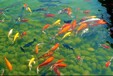 哈尔滨杰蒙尼鱼池过滤器观赏鱼池水过滤