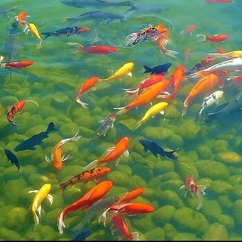 宜宾杰蒙尼大型鱼池水过滤