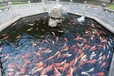 运城杰蒙尼鱼池过滤器庭院鱼池水循环