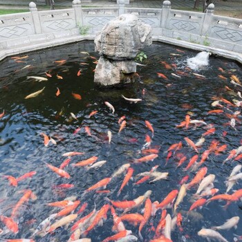 衢州景区鱼池水净化包邮杰蒙尼过滤系统