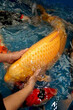 滁州杰蒙尼鱼池过滤器酒店观赏鱼池水过滤