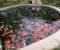 台湾杰蒙尼小型金鱼池过滤器