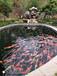 池州杰蒙尼鱼池过滤器别墅景观鱼池水处理