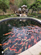 焦作杰蒙尼別墅景觀魚池水凈化費用圖片
