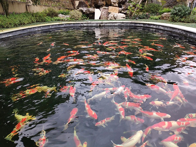 平頂山杰蒙尼庭院錦鯉魚池過濾系統			