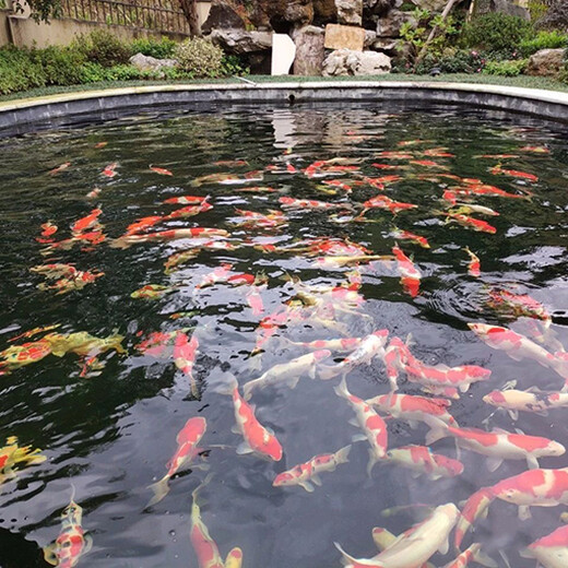 济南杰蒙尼鱼池过滤器庭院鱼池水循环