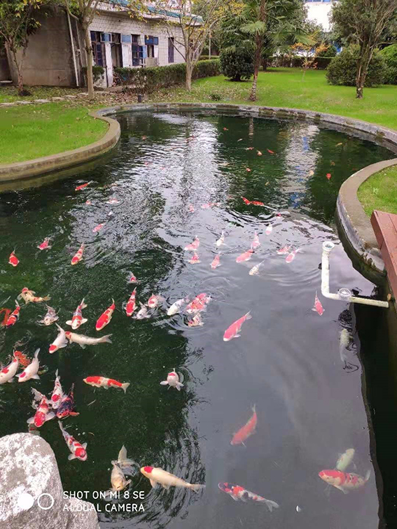 马鞍山杰蒙尼鱼池过滤器别墅景观鱼池水处理