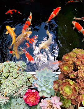 宜宾杰蒙尼鱼池过滤器别墅景观鱼池水处理
