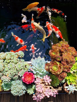 滨州杰蒙尼智能控制鱼池过滤器别墅景观鱼池水处理