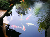 海南省直辖杰蒙尼智能控制鱼池过滤器私人鱼池水净化设备图片2