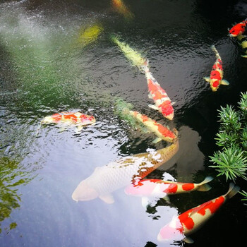 南京庭院鱼池水过滤行业杰蒙尼过滤系统
