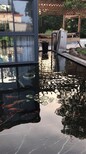 北京杰蒙尼阳台鱼池水净化报价图片0
