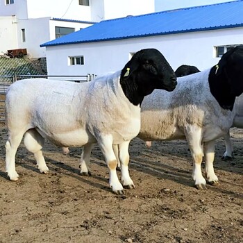 纯种杜波羊种公羊小尾寒羊怀孕母羊萨福克养殖场