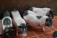 香豬野外養殖技術正確對待香豬養殖不愁銷路正規養殖場