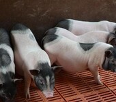 香猪野外养殖技术正确对待香猪养殖不愁销路正规养殖场