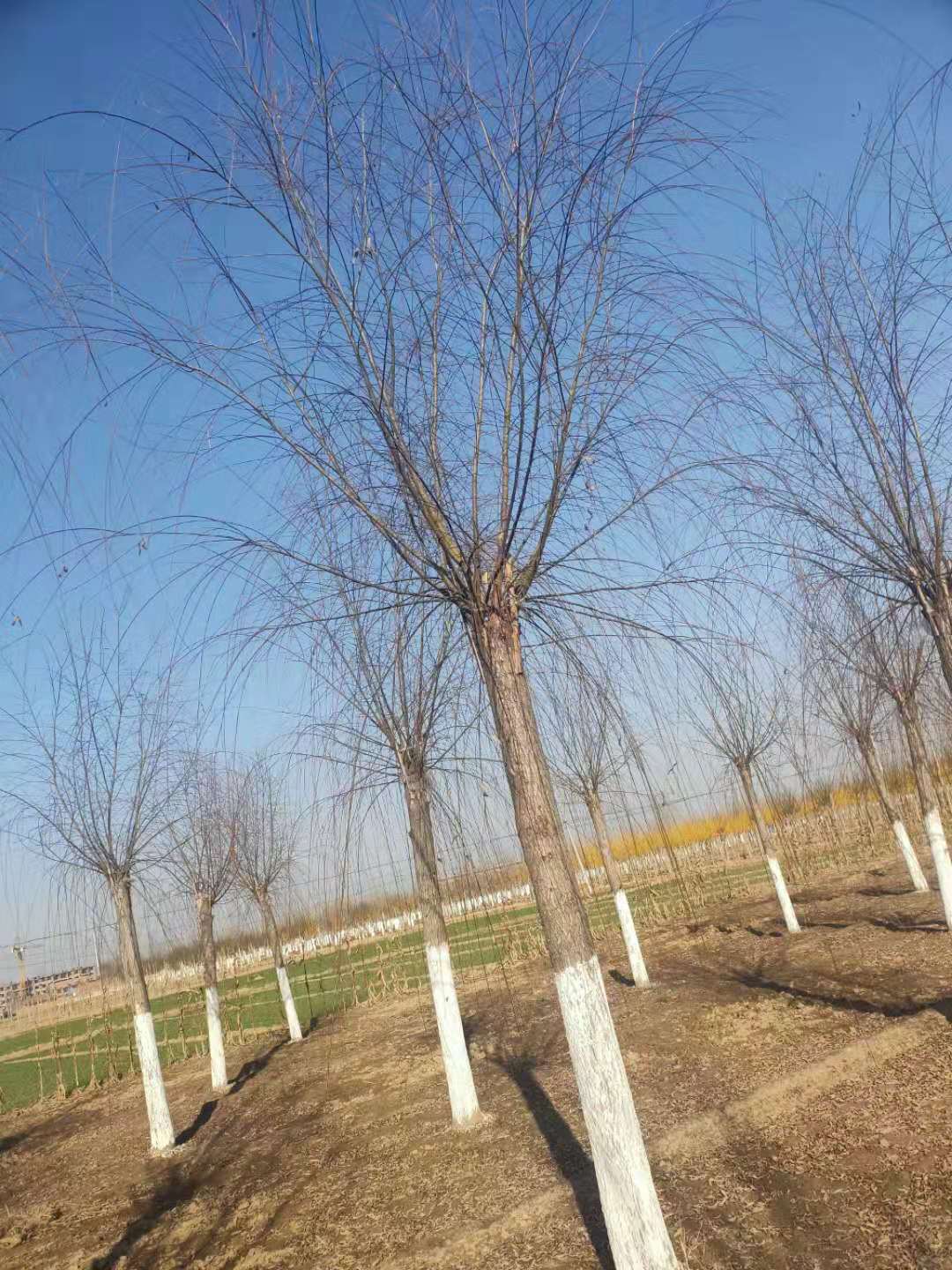 18公分垂柳價格批發(fā)基地啟祥苗木