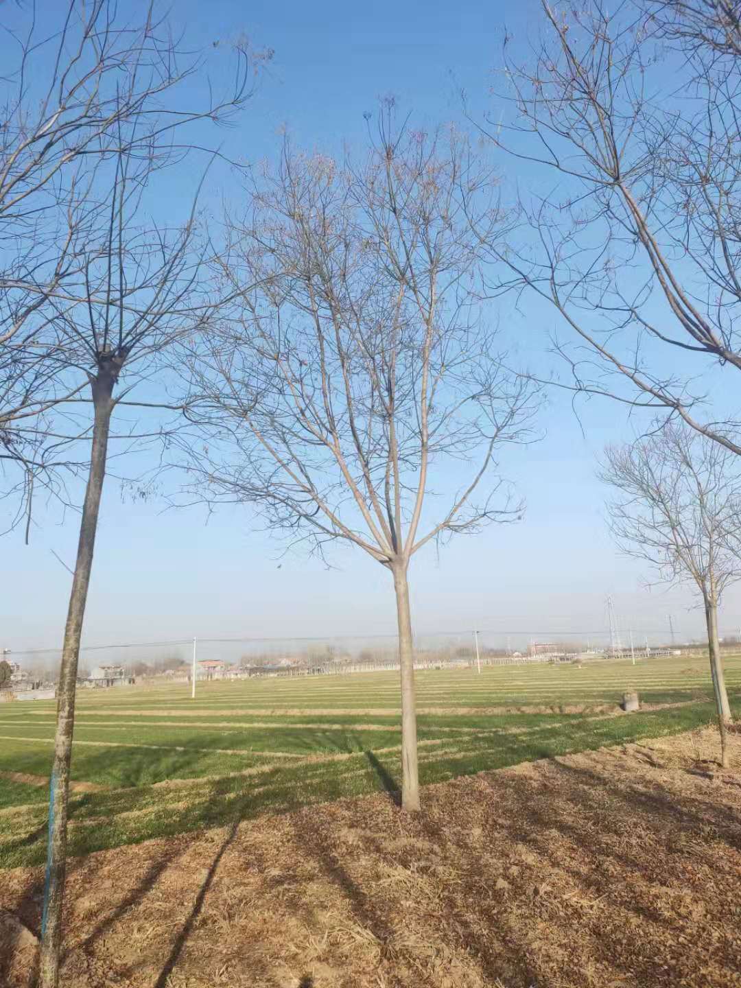 國槐18公分價格報價啟祥苗木