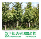 淄博沂源城东有13~16厘米银杏树300余棵急售
