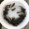 廣東茂名羅非魚苗遼寧沈陽加州鱸魚苗批發