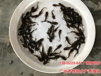 四川宜賓胭脂魚苗貴州安順羅非魚苗批發圖片5