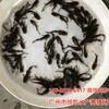 廣東廣州黃顙魚苗廣西柳州黃顙魚苗批發