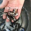 江蘇南京胭脂魚苗湖南張家界羅非魚苗批發